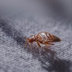 Itchy Problems: 3 Easy Ways to Keep Bed Bugs From Invading Your Bed