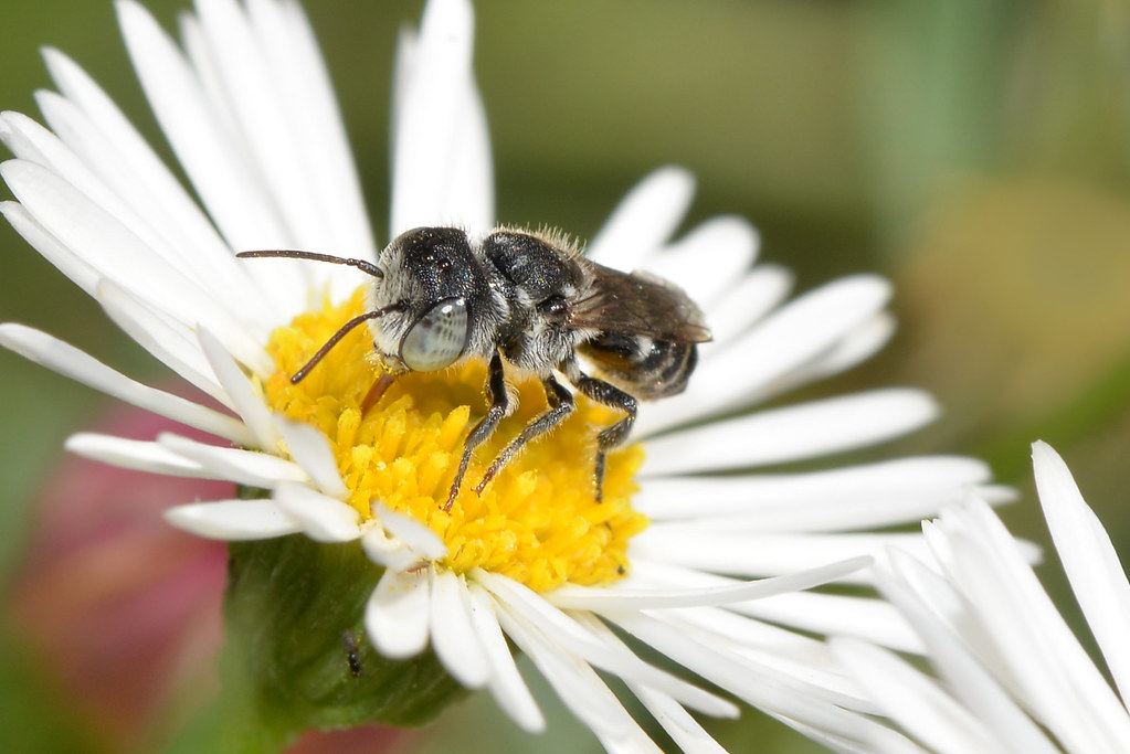 An image of a bee sitting on a flower