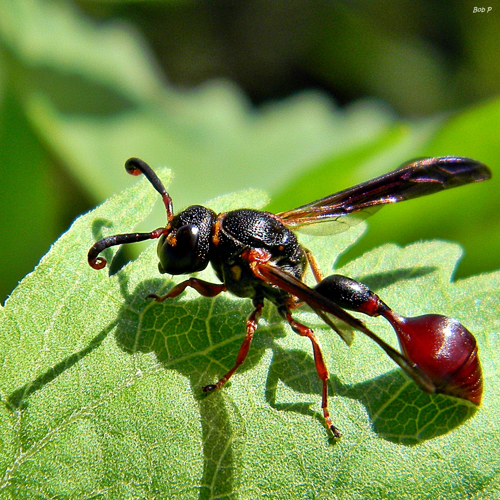 An image of a mason wasp on a leaf