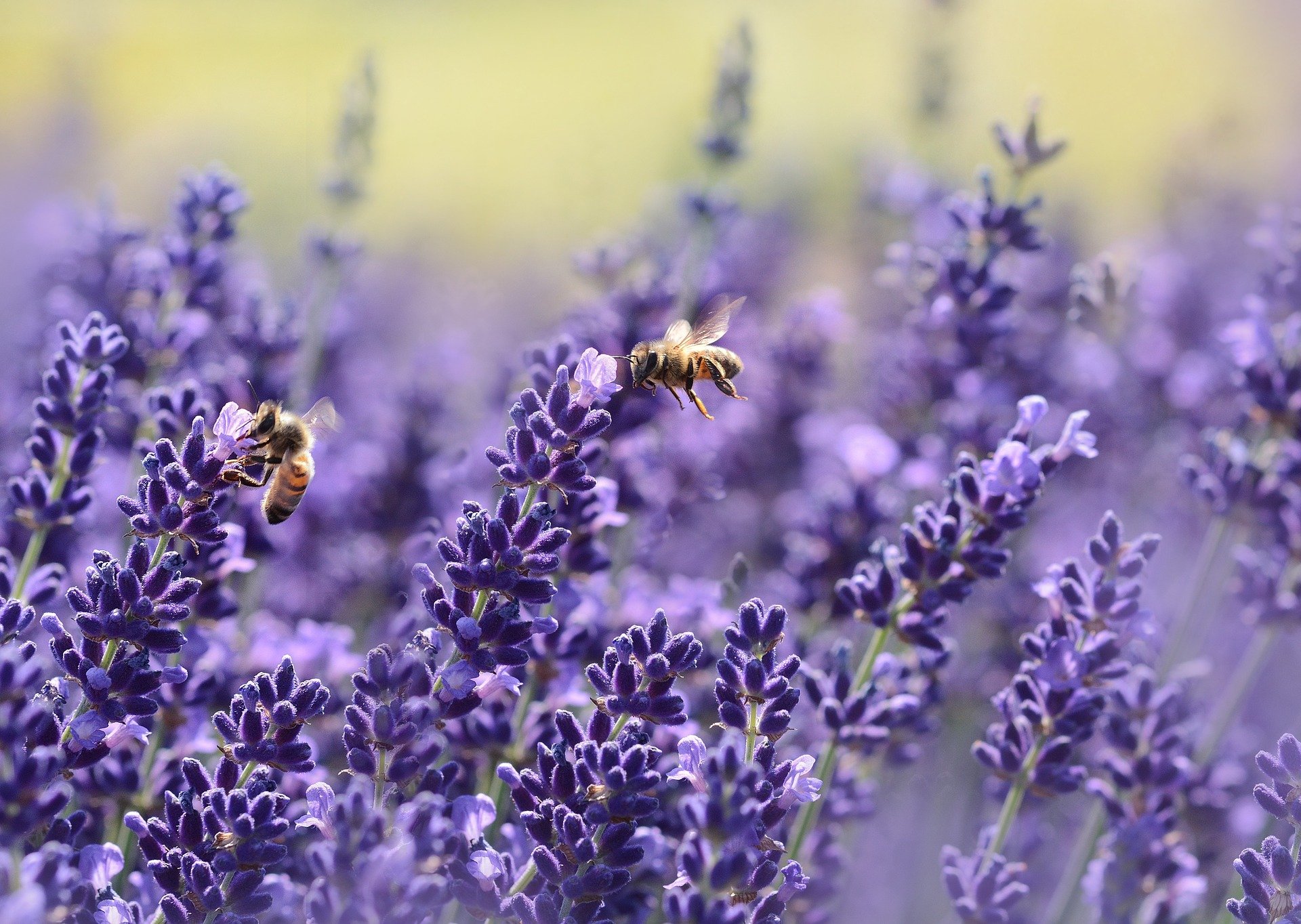 An image of bees on lavender