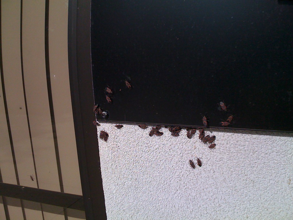 An image of office pests