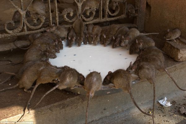 An image of rats eating from a plate