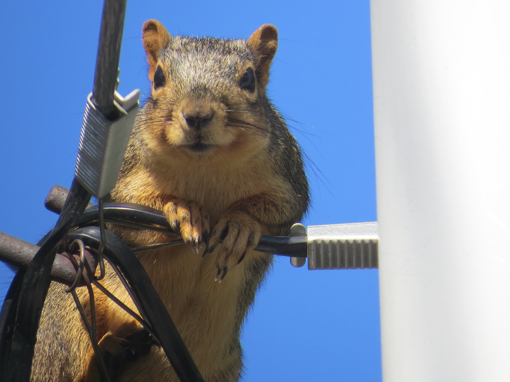 An image of a squirrel on some cabling