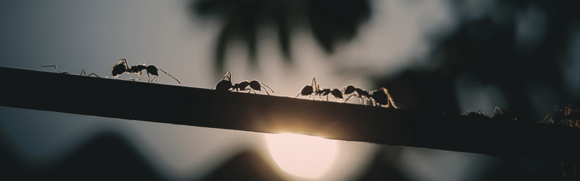 An image of four ants crawling across a tree branch.