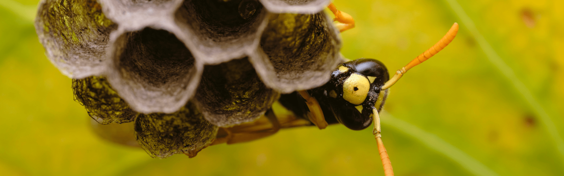 An image of a wasp peeking over its nest.